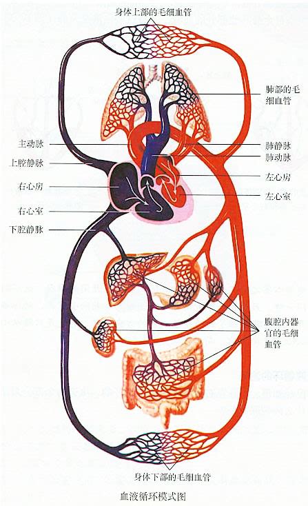 血液循环简图|人体血液循环图